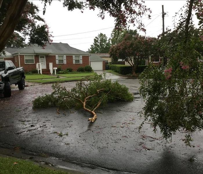 Photo showing tree limb blown down after short storm passes through