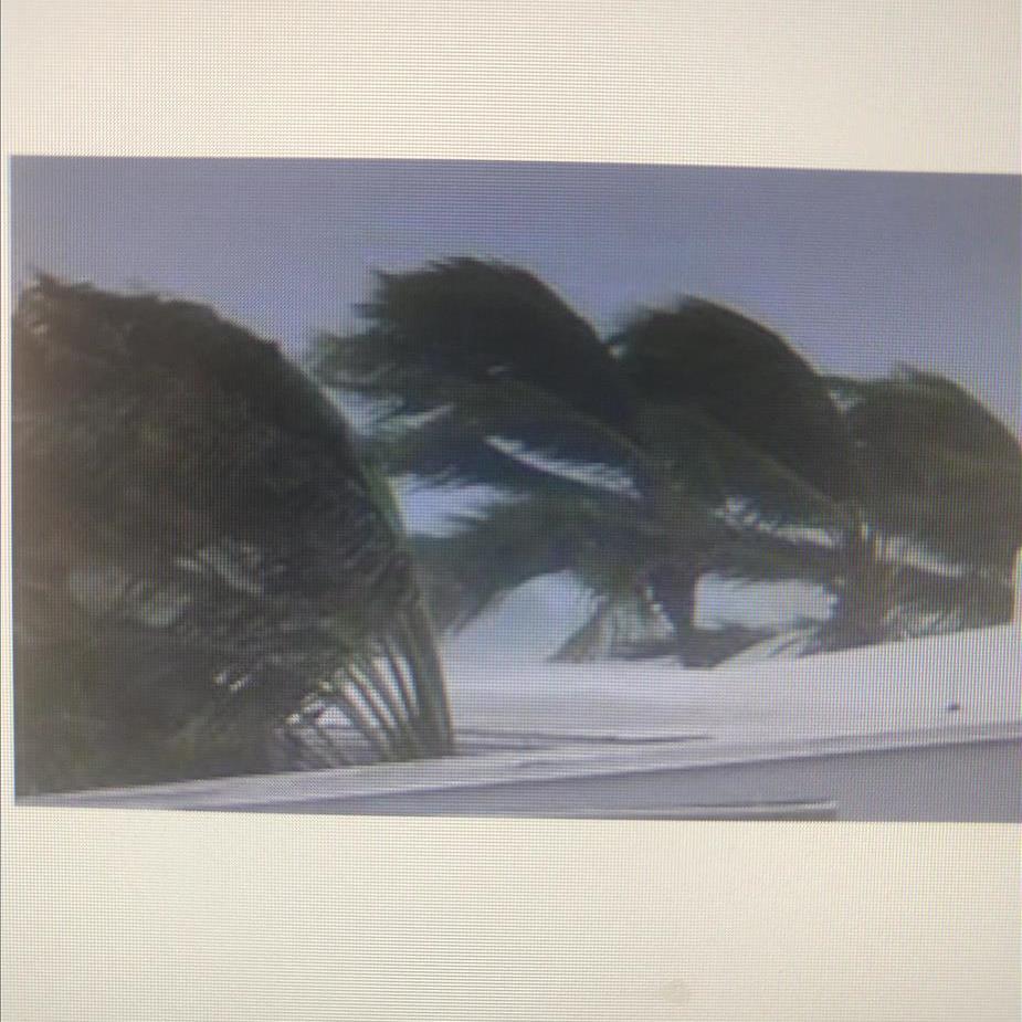 Picture of Palm trees on the beach bent over from blowing winds